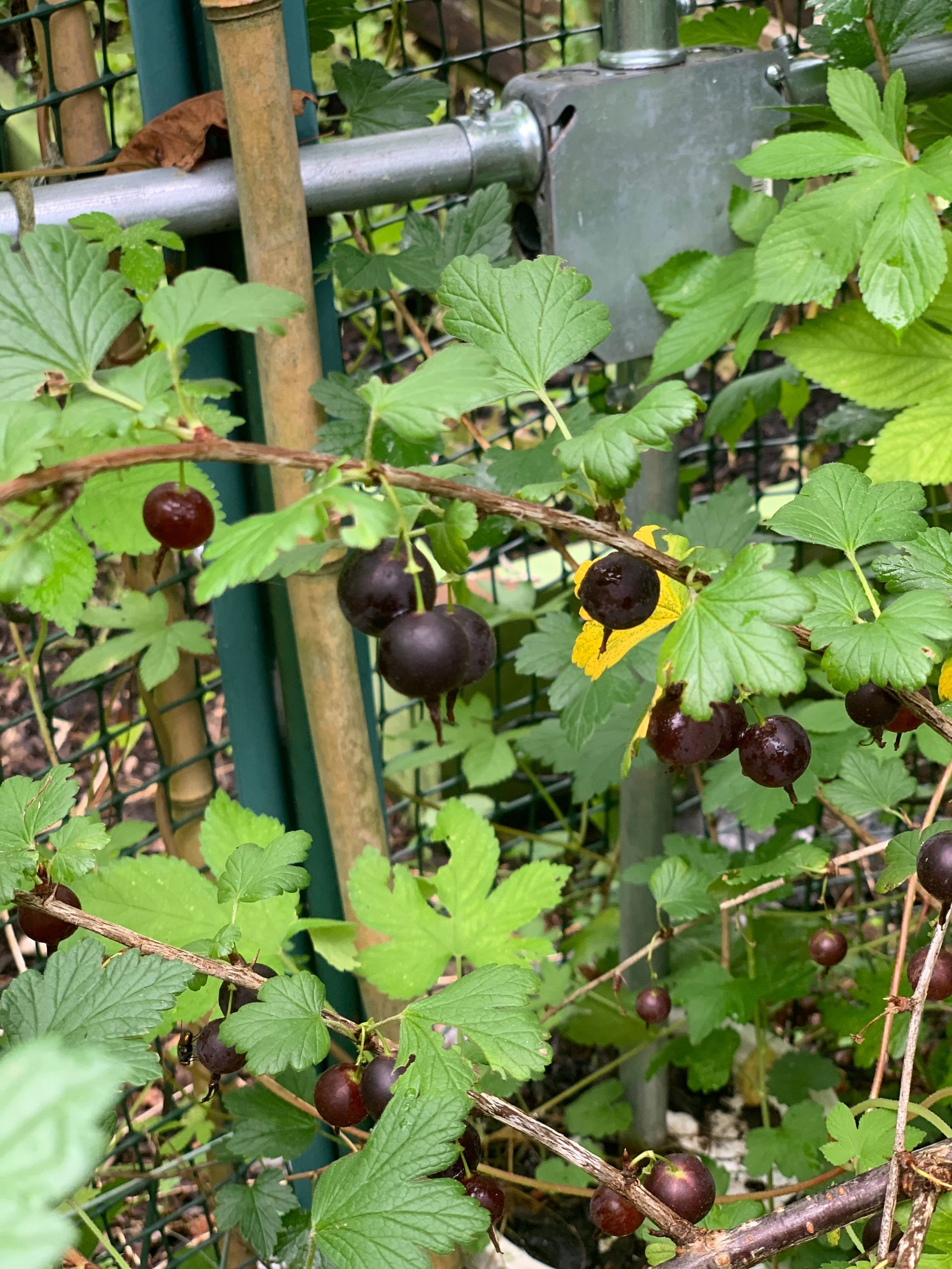 A bunch of blackberries are growing on a bush