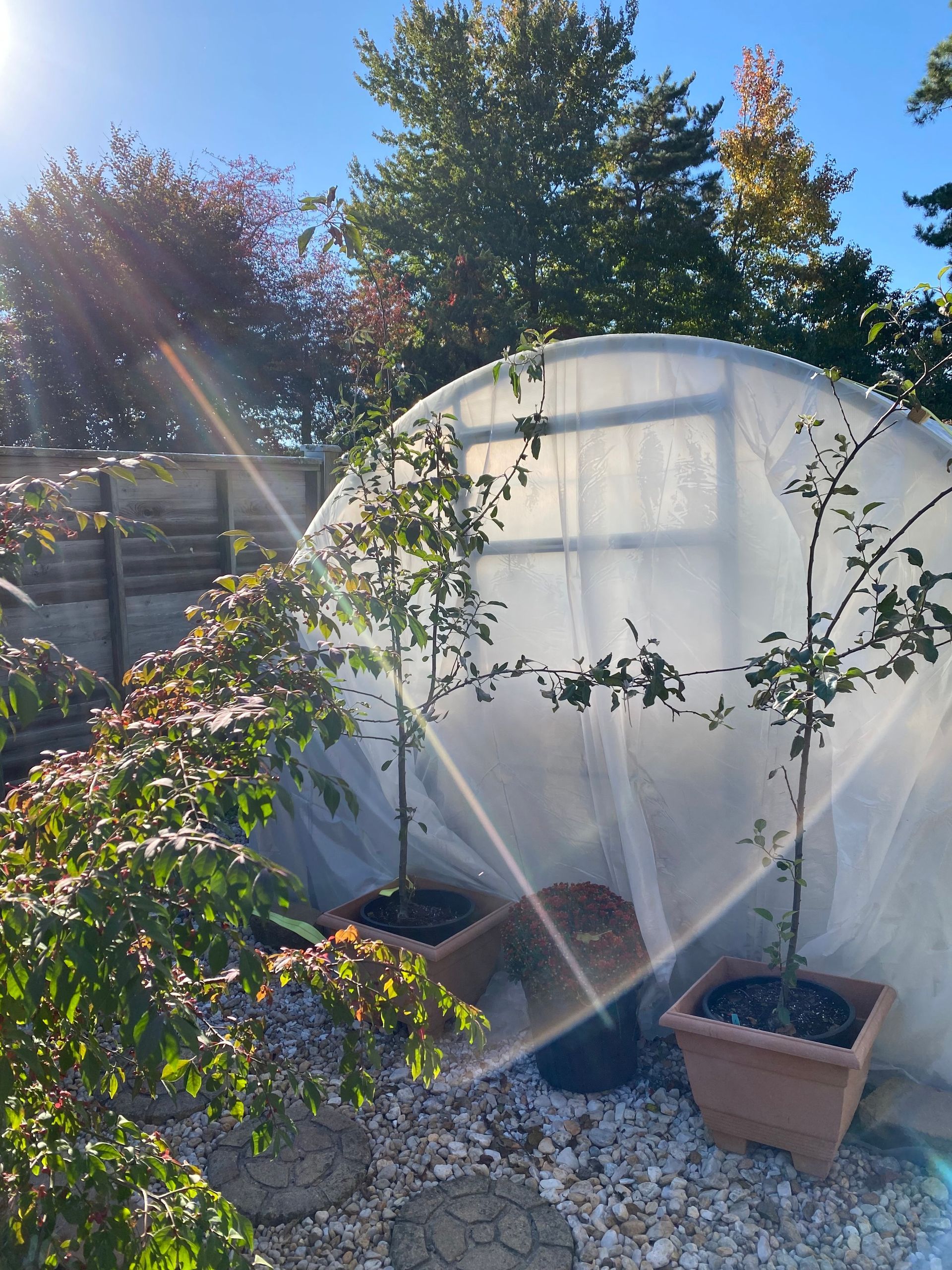 A greenhouse with potted plants inside of it