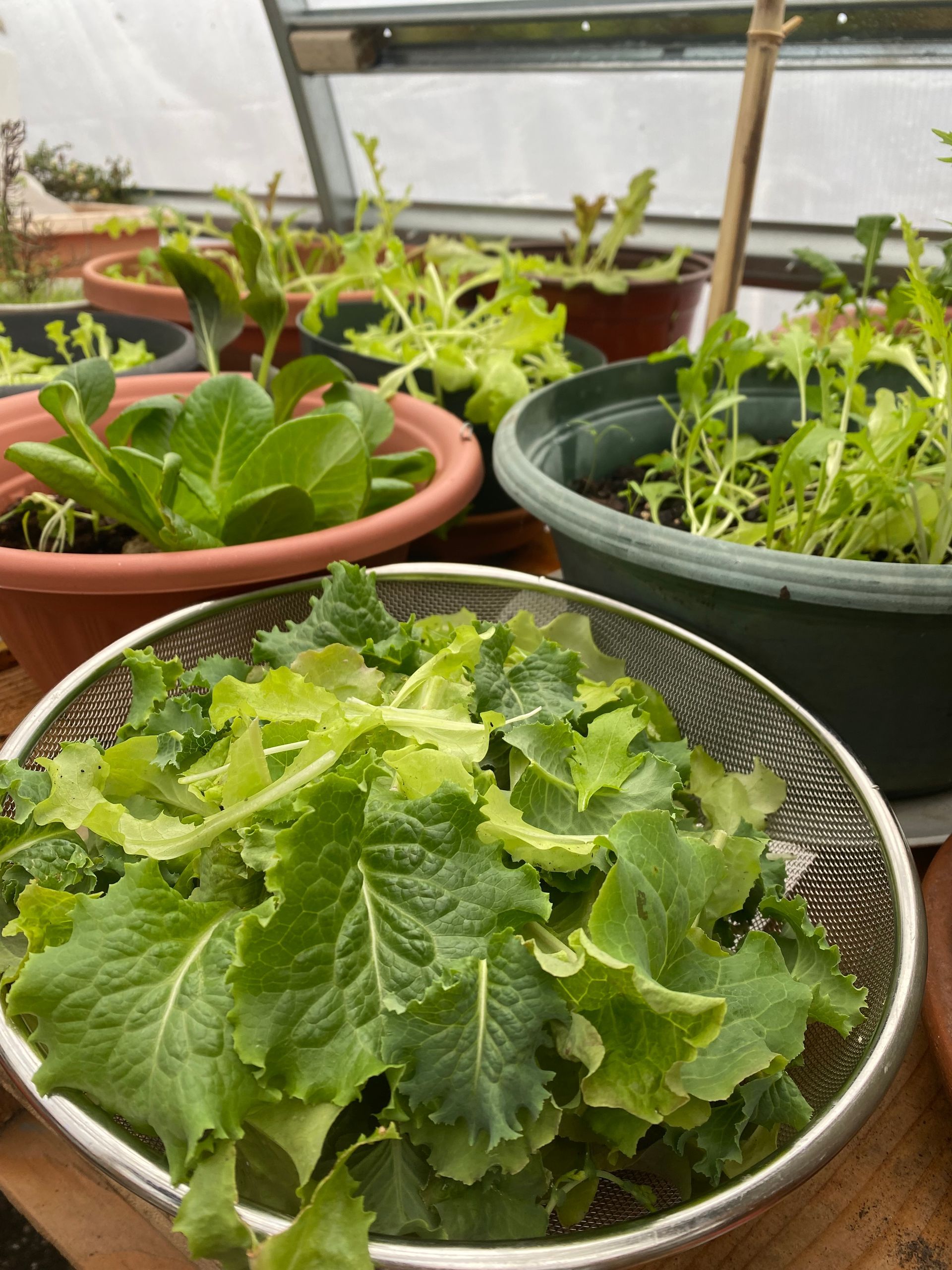 A bowl of lettuce is sitting on a table next to potted plants.
