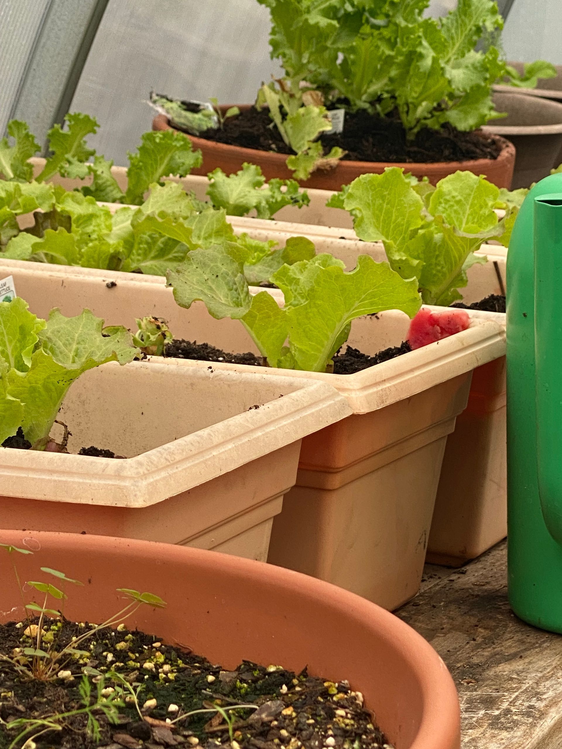 A green watering can sits next to a row of potted plants