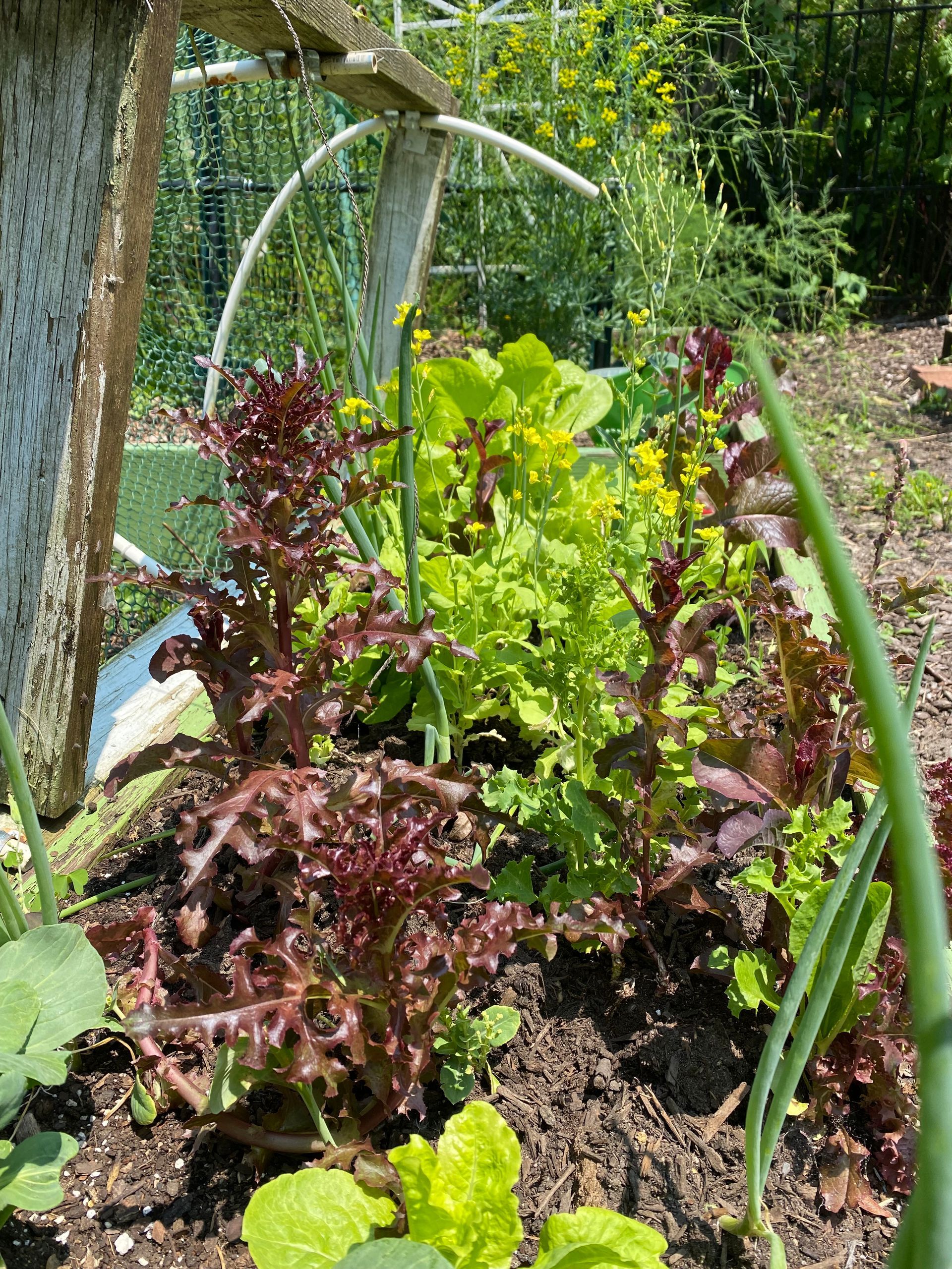 A bunch of plants are growing in the dirt in a garden.