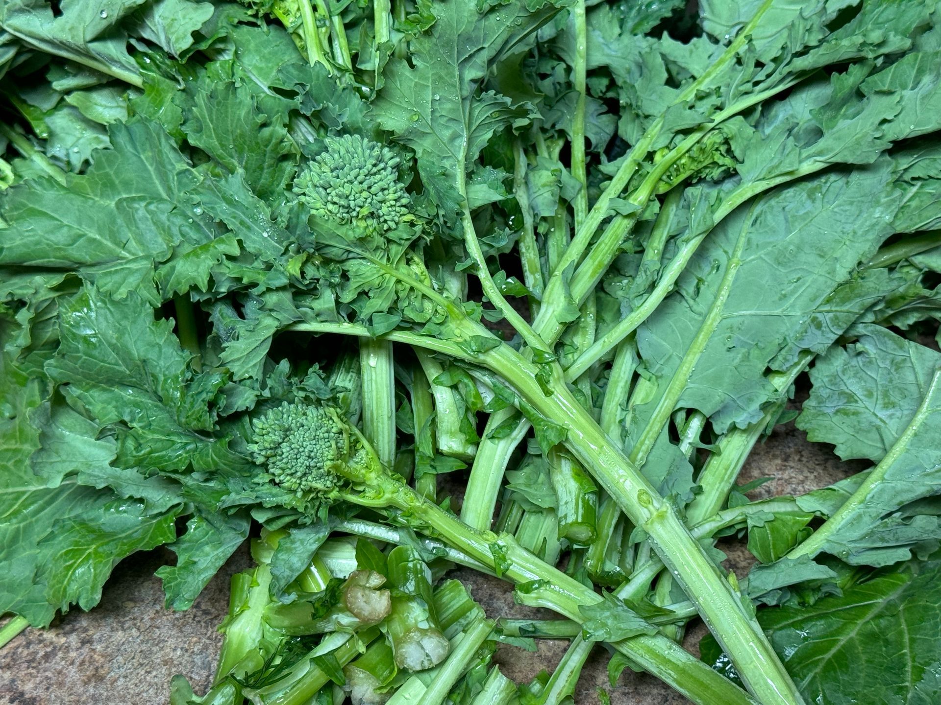 A bunch of green vegetables are laying on the ground.