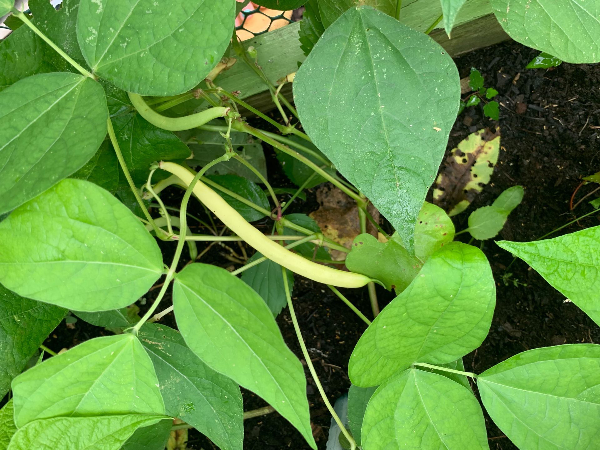 A close up of a plant with green leaves and yellow beans