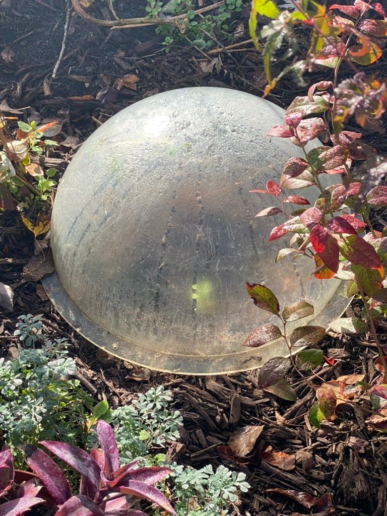 A clear ball is sitting in the middle of a garden surrounded by plants.