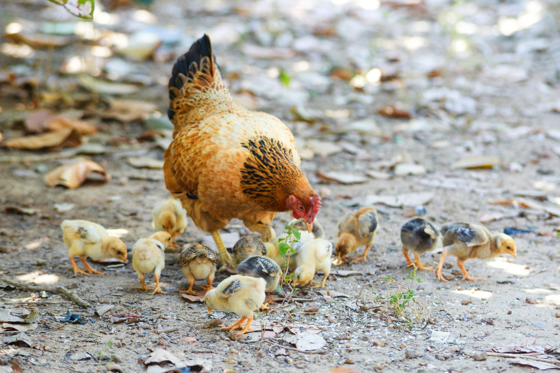 poultry health welfare training