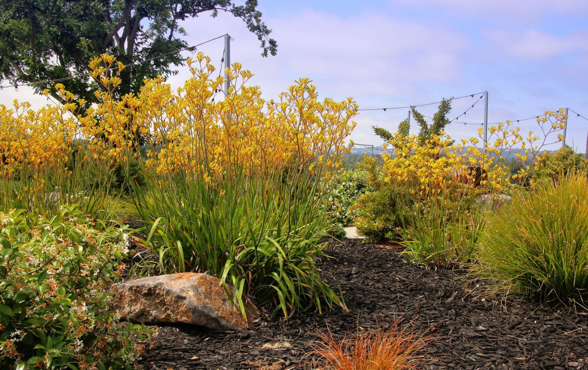 A garden filled with lots of plants and flowers