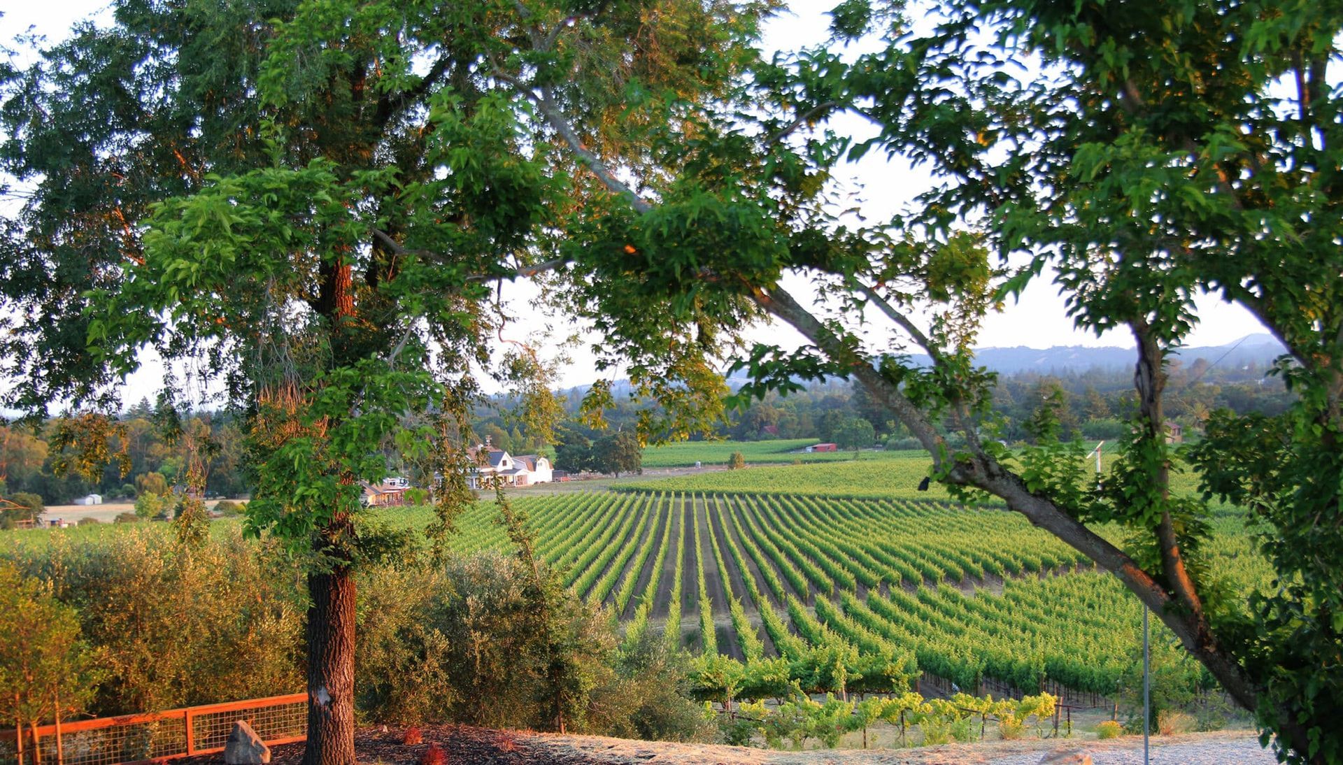 A view of a vineyard with trees in the foreground