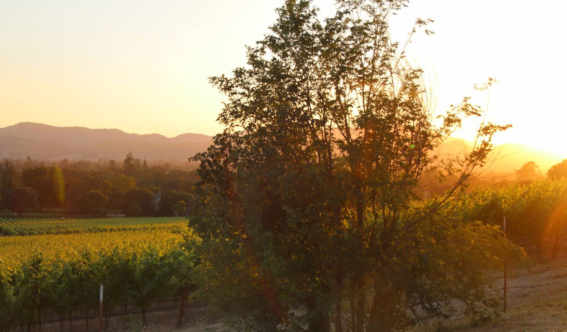 A sunset over a vineyard with a tree in the foreground