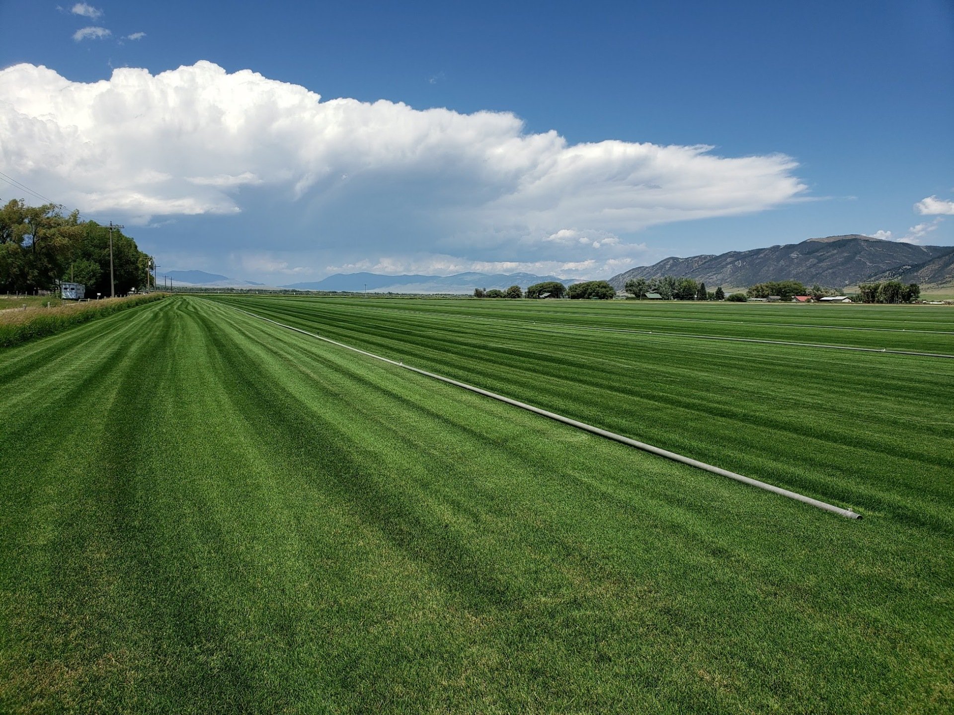 Sod Farm and Sod Installation Sod for Sale in Whitehall, MT