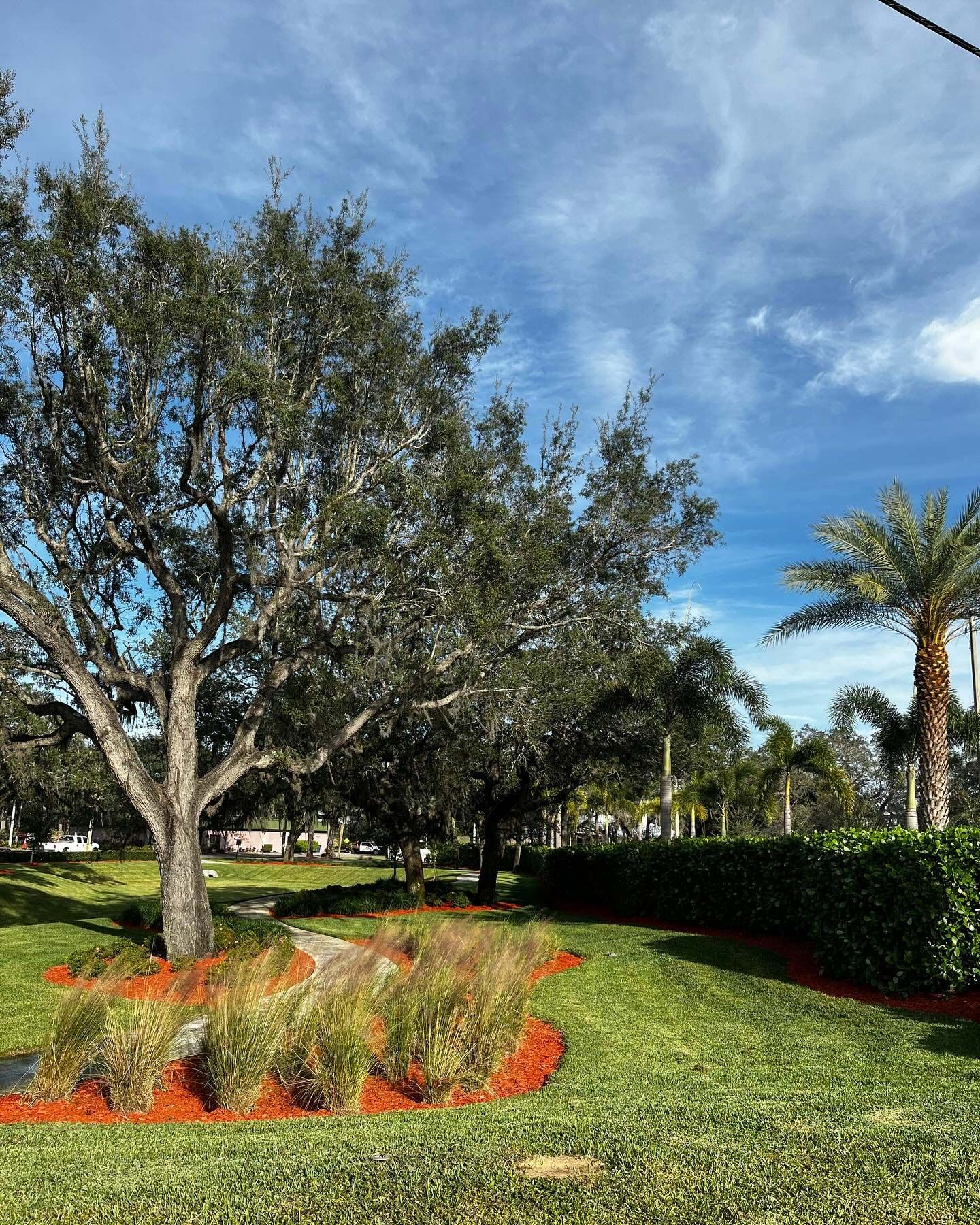 A lush green park with trees and palm trees on a sunny day.