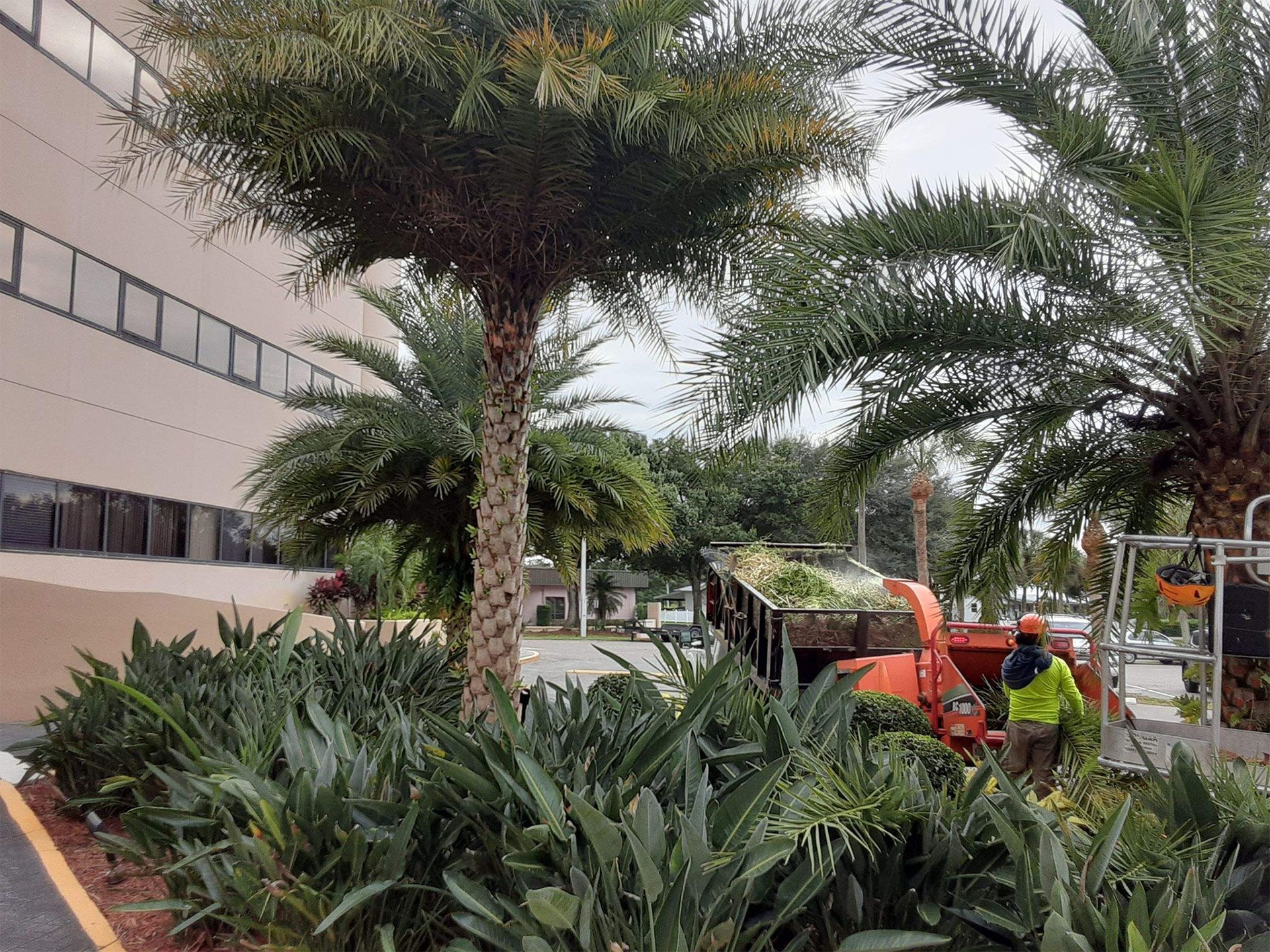 A man is working on a palm tree in front of a building.