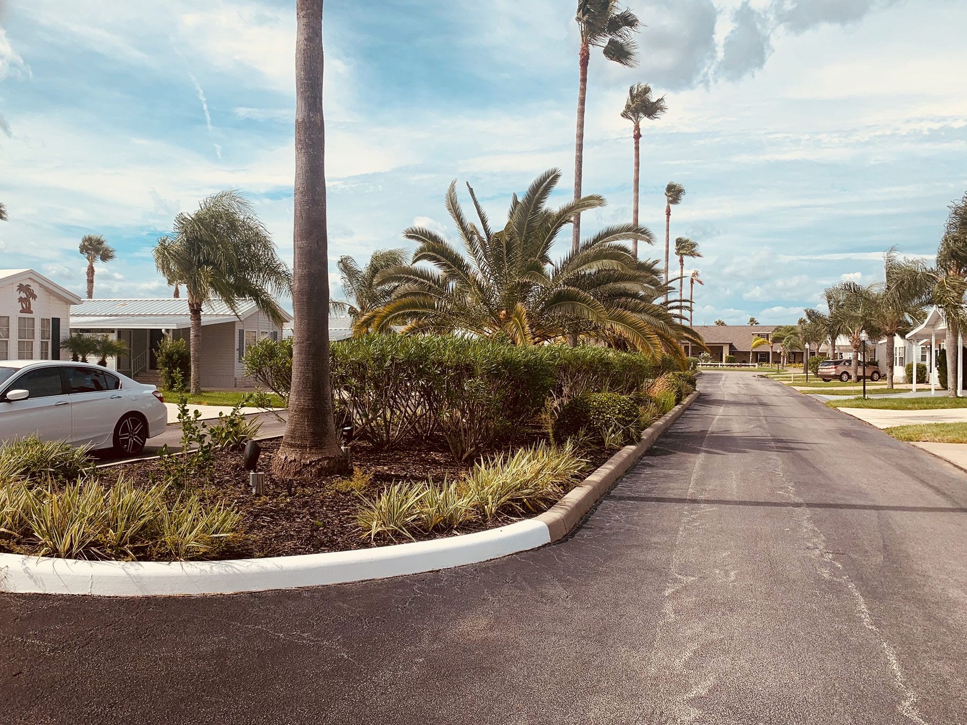 A white car is parked on the side of a road next to a palm tree.