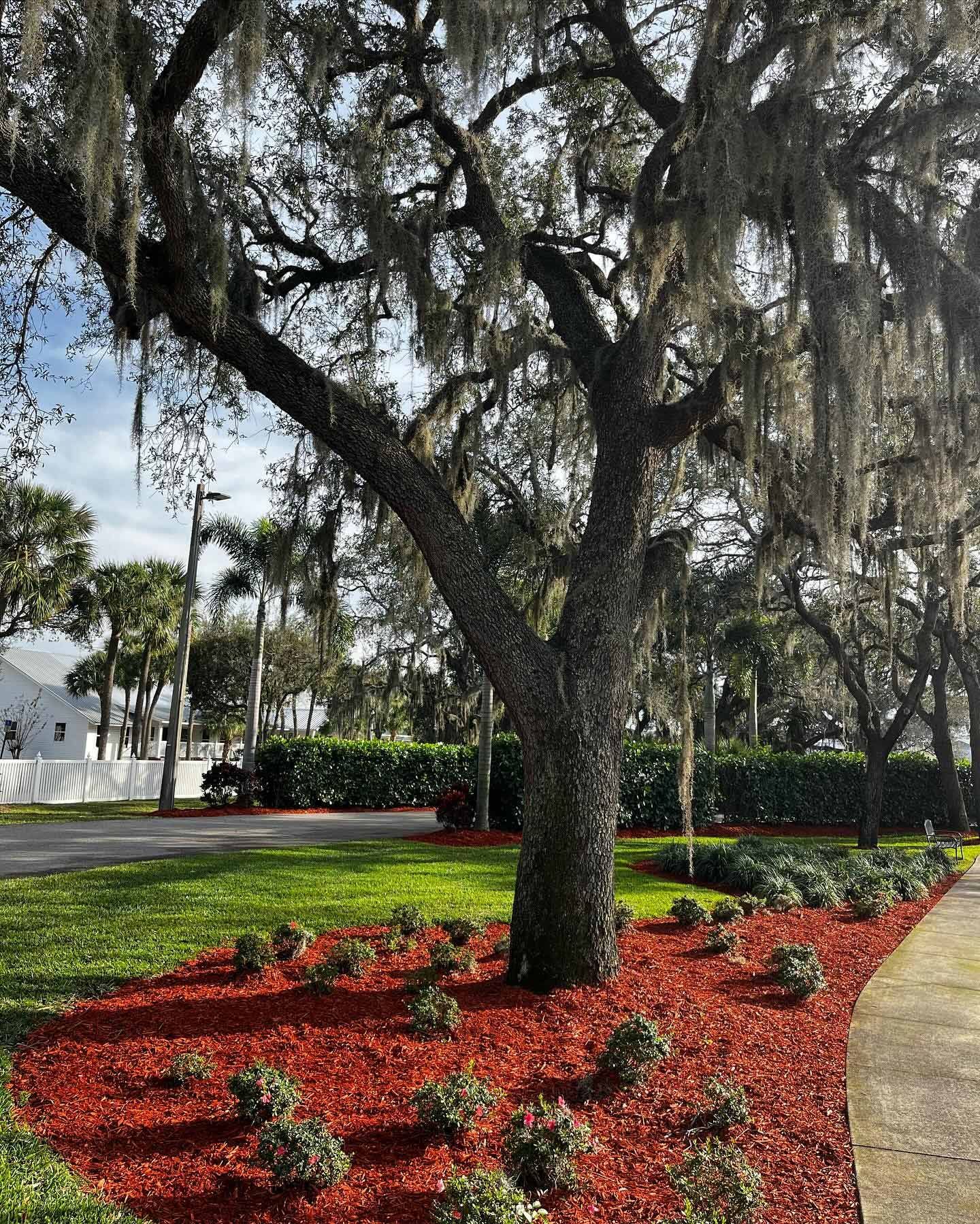 A tree with spanish moss hanging from it is surrounded by red mulch.