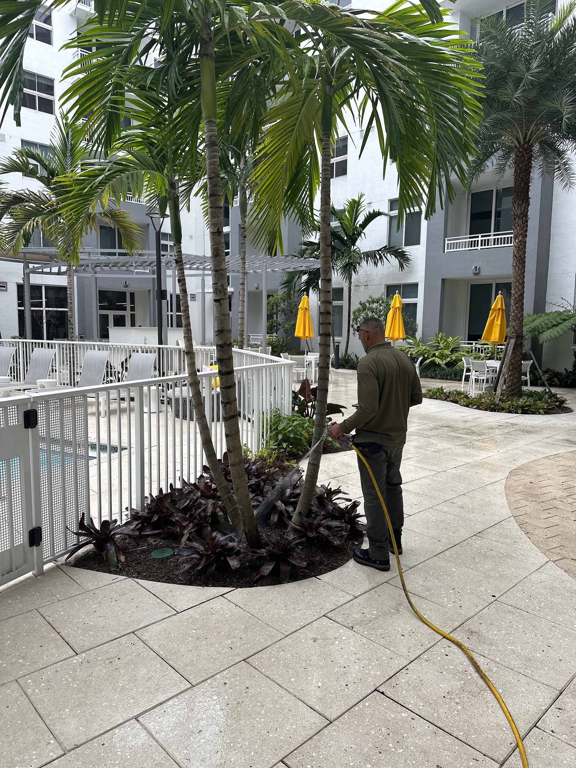 A man is watering a palm tree with a hose.
