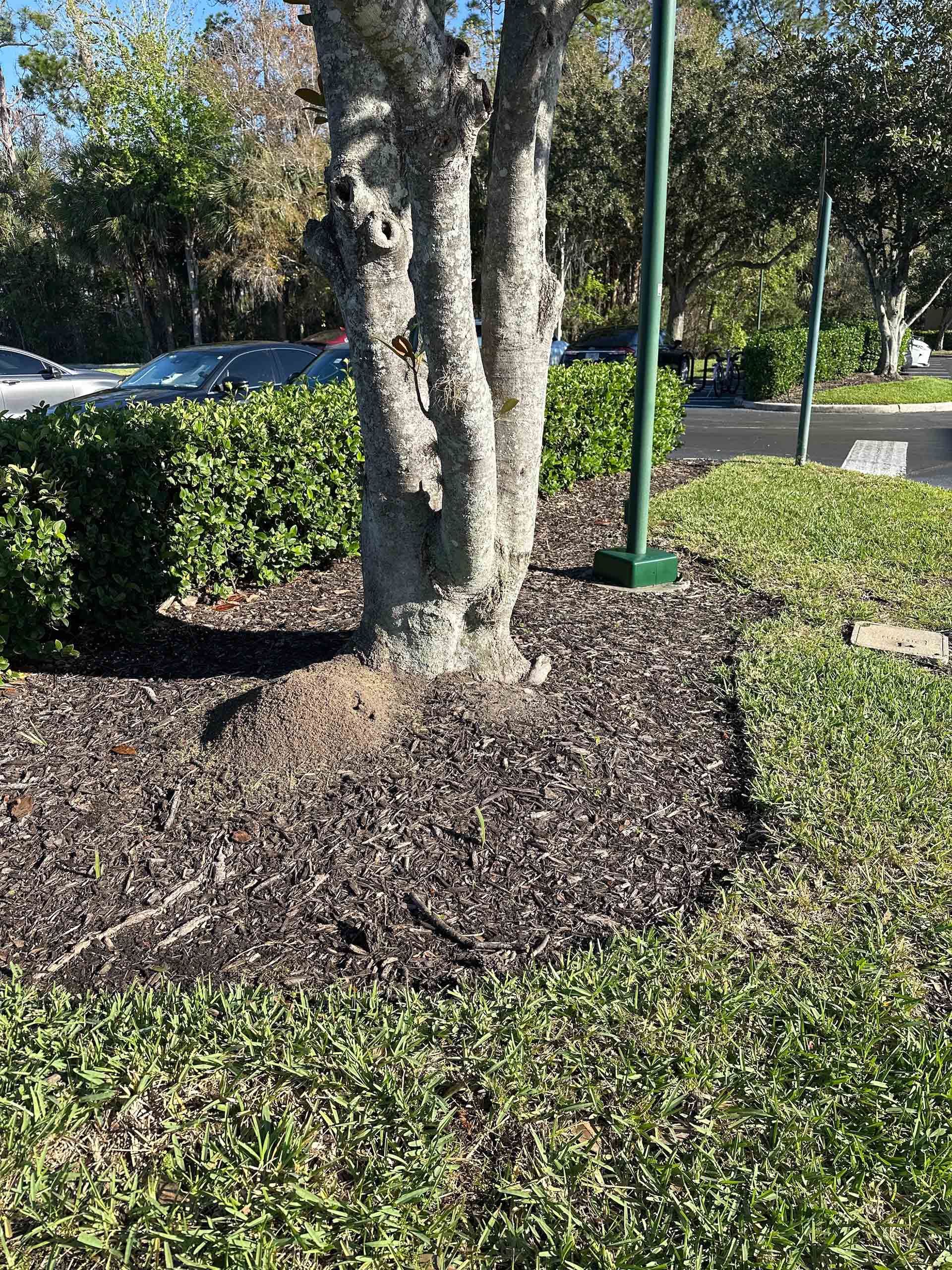 A tree is sitting in the middle of a lush green field.