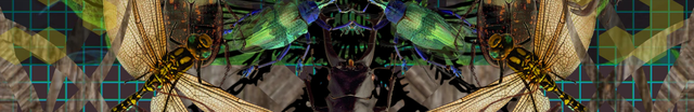 Biollusion: foto