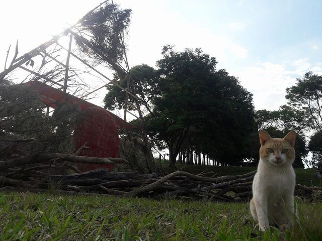 Weed Ventura: foto