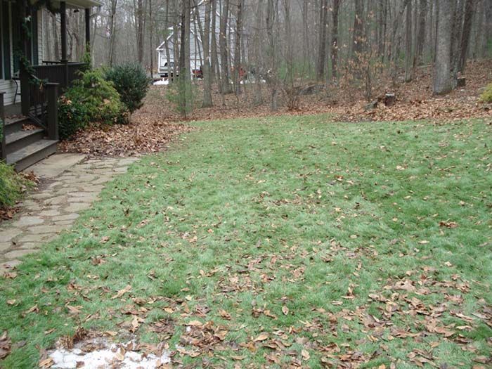 A lush green lawn with leaves on the ground in front of a house.