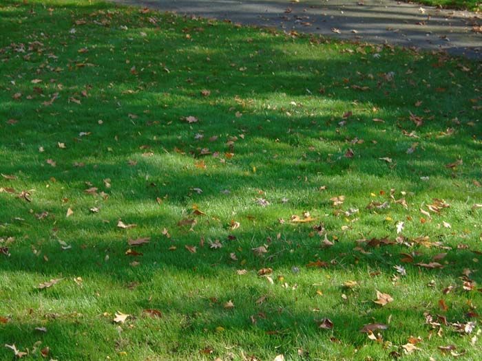 A lush green lawn with leaves on the ground