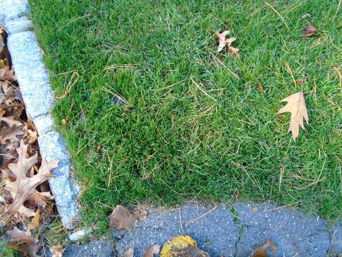 A close up of a lawn with leaves on it