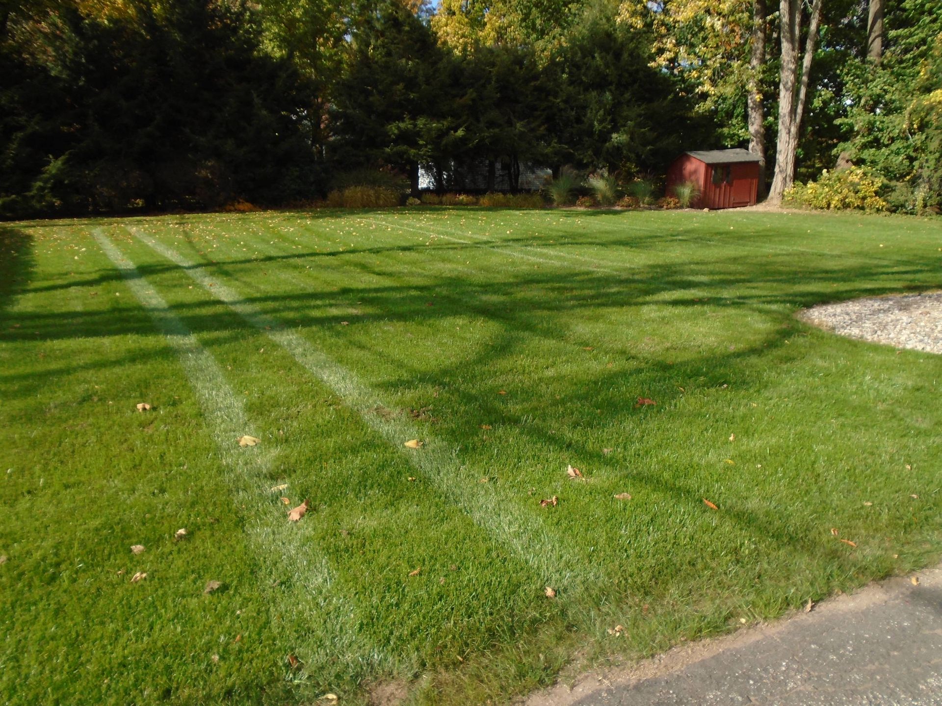 A lush green lawn with a shed in the background