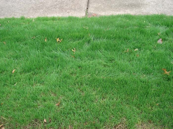 A close up of a lush green lawn with leaves on it.