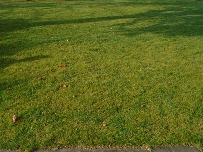 A lush green field of grass with a tree in the background