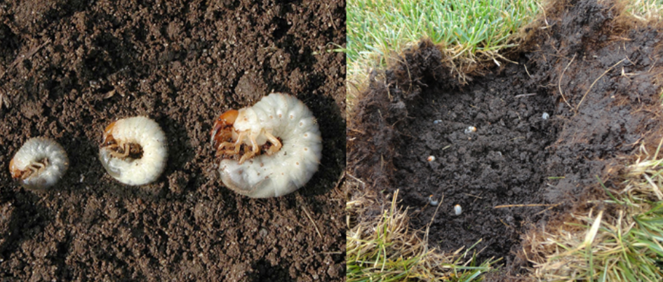 Three larvae are crawling on the ground next to a patch of grass.