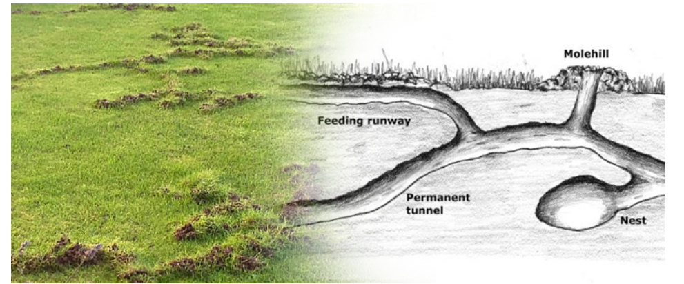 A picture of a field of grass next to a drawing of a hedgehog tunnel.