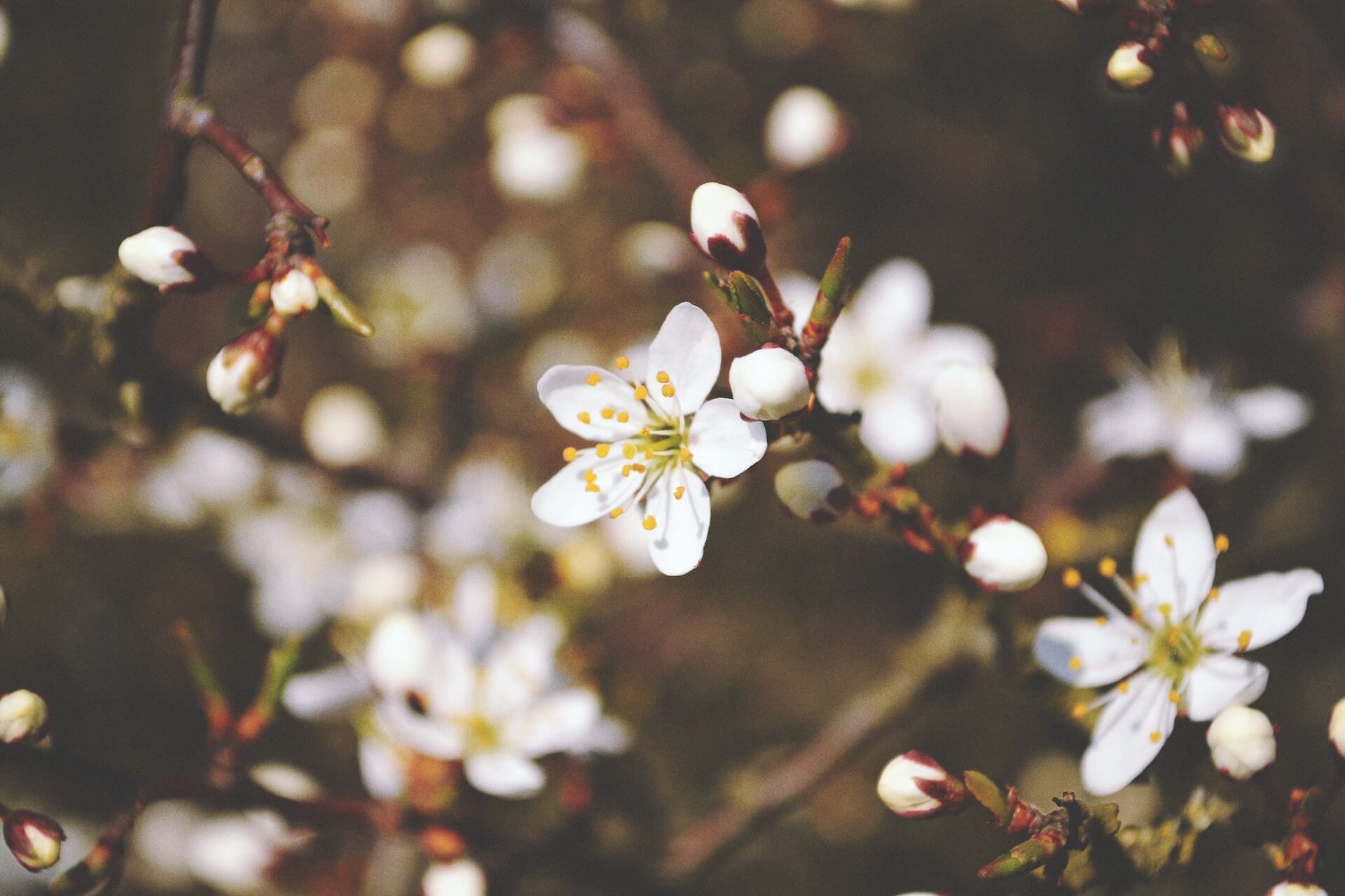 Springtime energy represents birth and rebirth inspiration growth and vitality