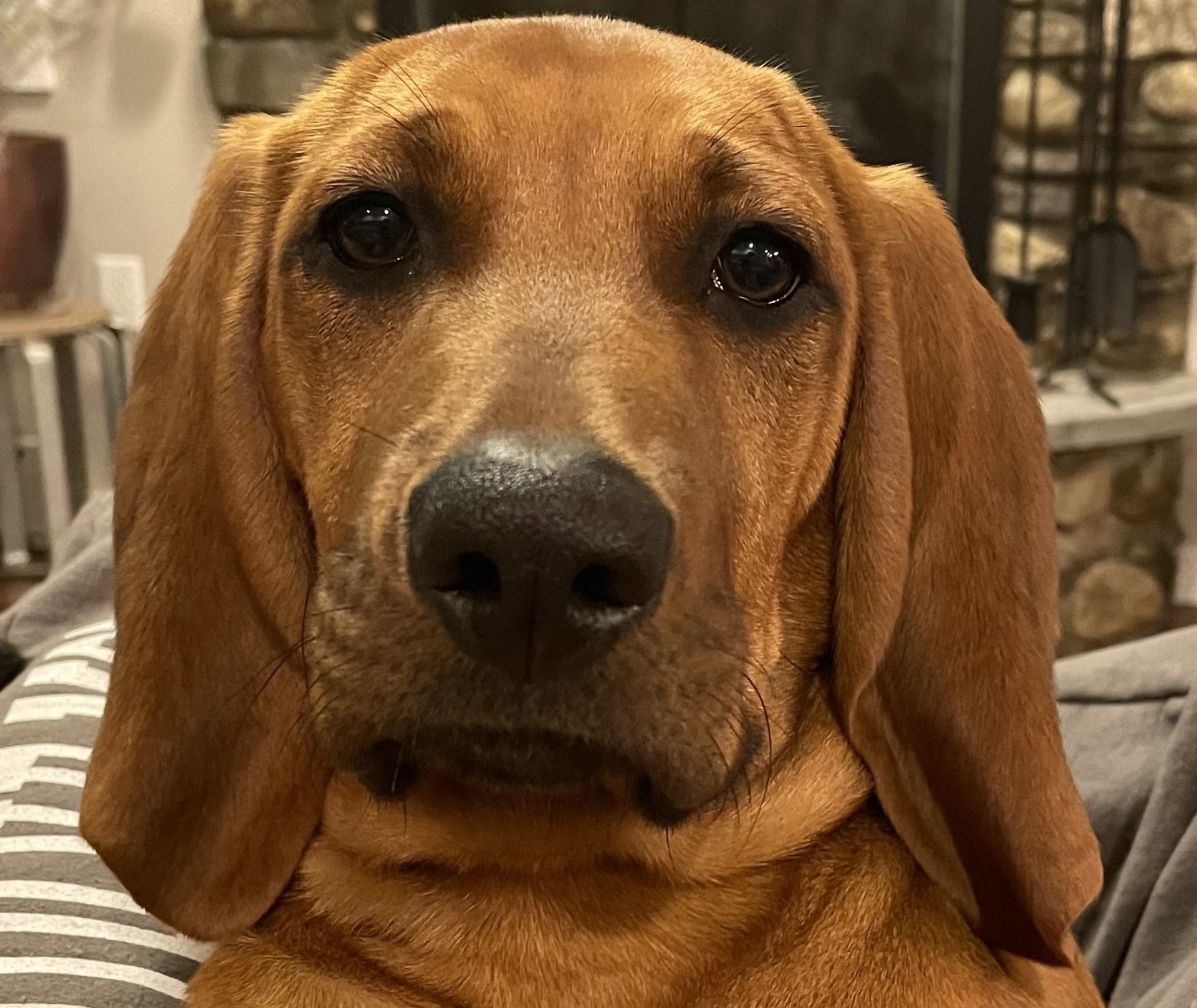 NEK Community Animal Hospital loves wrinkly dog faces