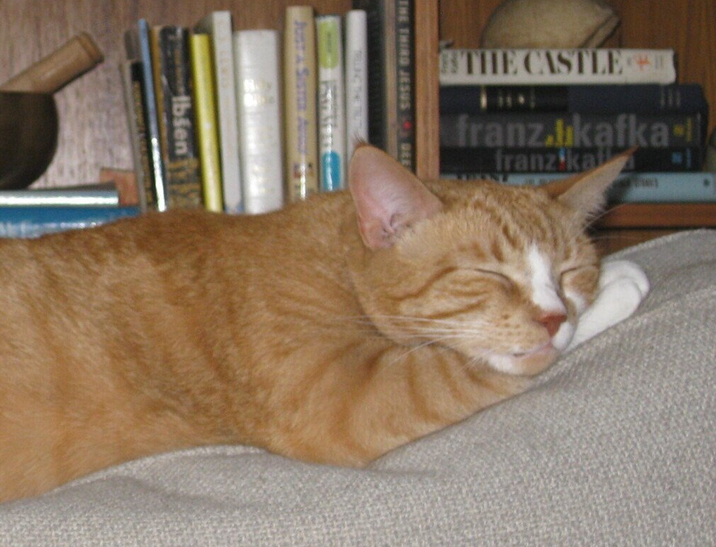 A cat is sleeping on a couch in front of a bookshelf with books including the castle