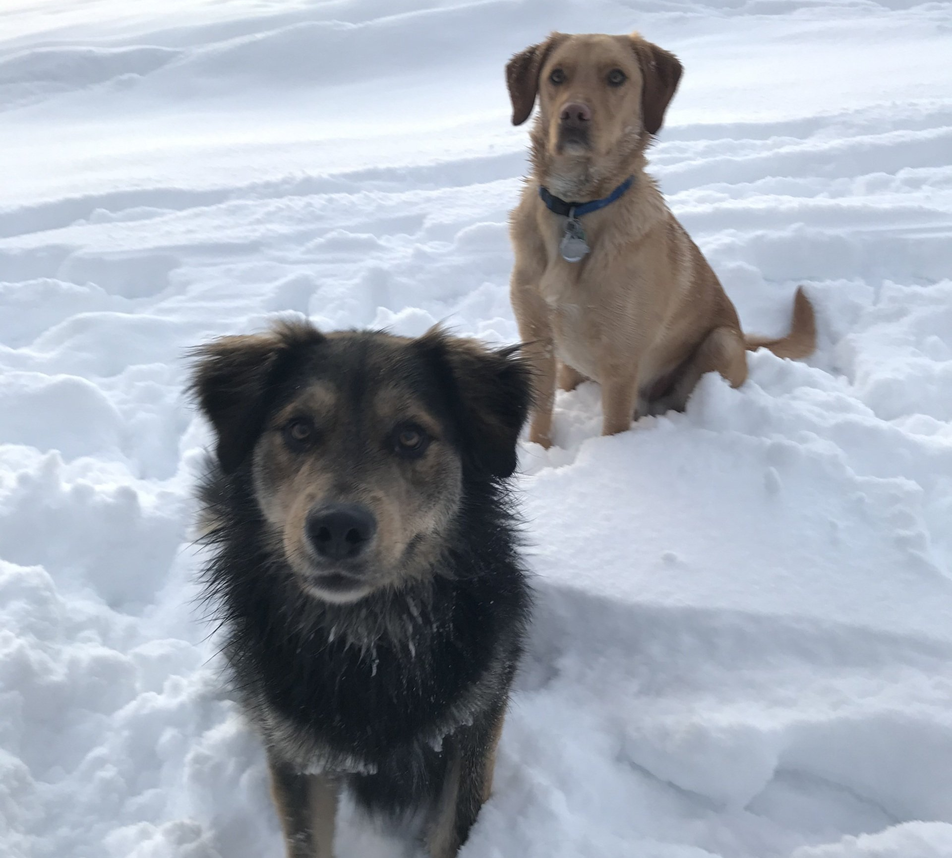 Two dogs are standing in the snow looking at the camera
