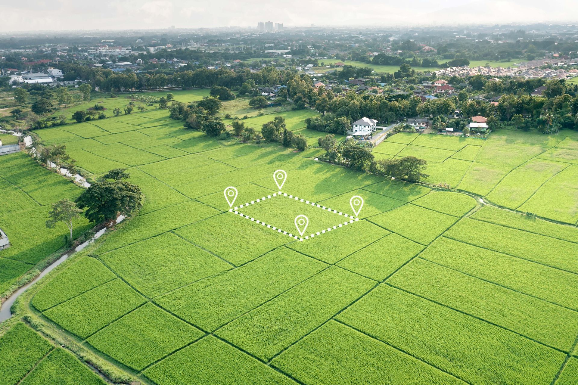Aerial view of bright green rice fields with a white heart-shaped pattern in the center.