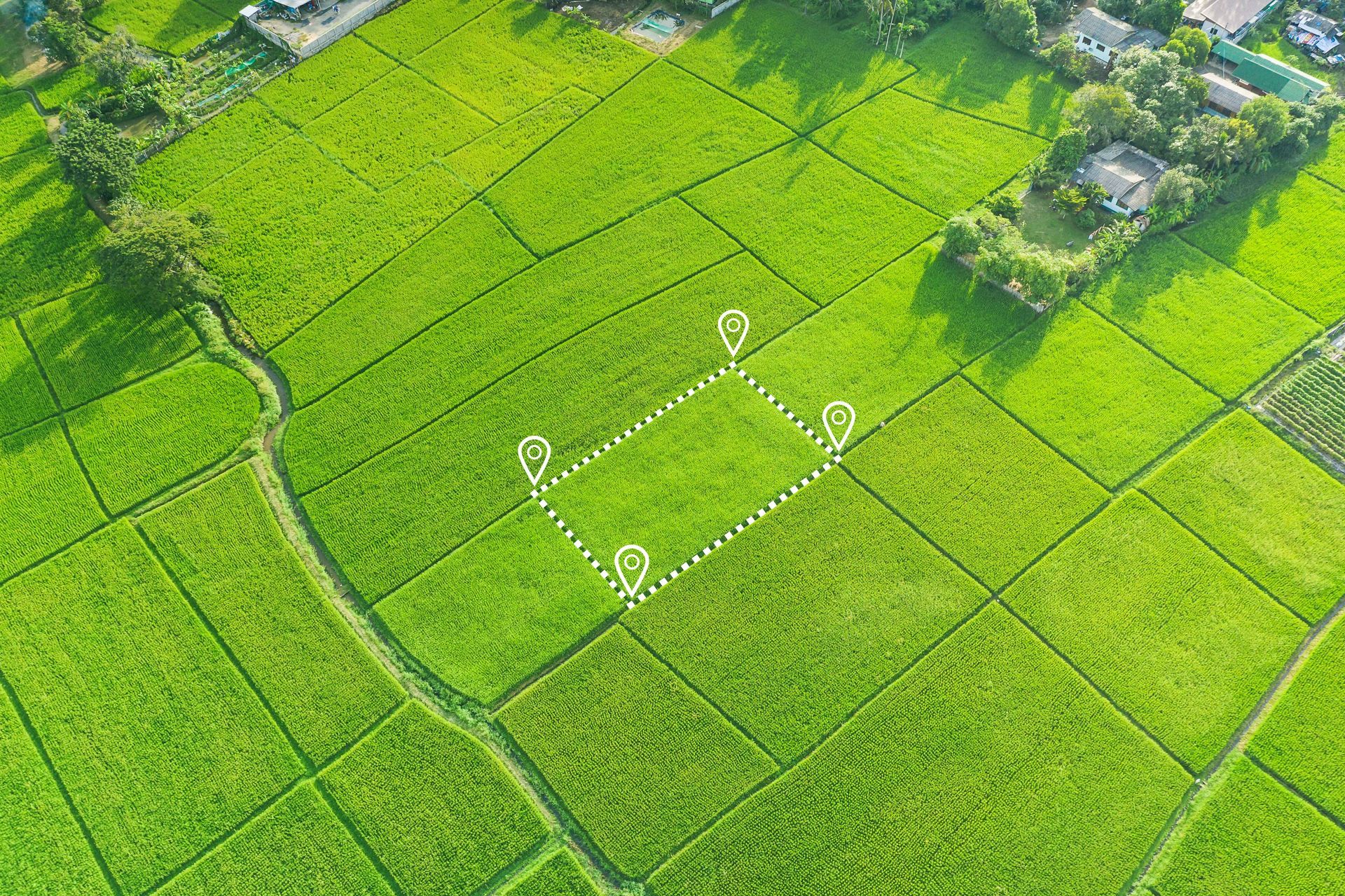 Bright green rice fields with a dotted rectangle marking a plot in the center