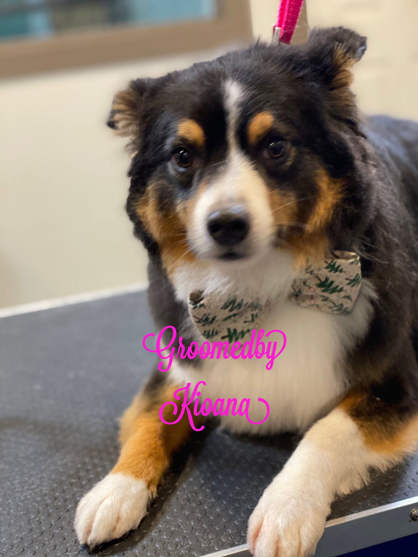 Mobile Dog Grooming Kent County, RI Bark N Park