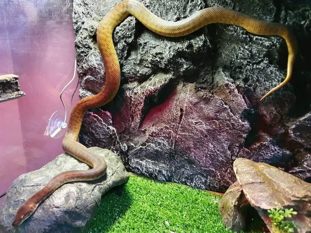 a Snake is Crawling on a Rock in a Terrarium — Pawz N Clawz Pet Accommodation In Ciccone, NT