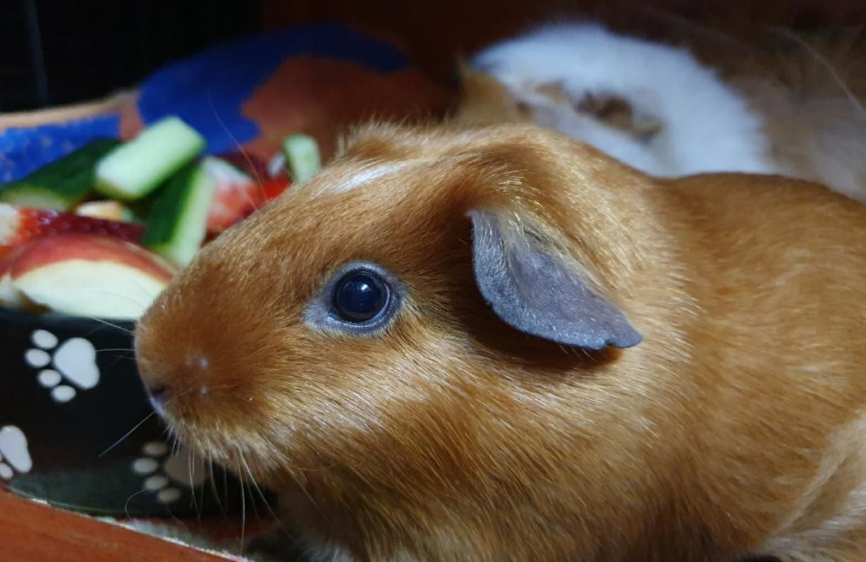 a Close Up of a Guinea Pig Looking at Something — Pawz N Clawz Pet Accommodation In Ciccone, NT