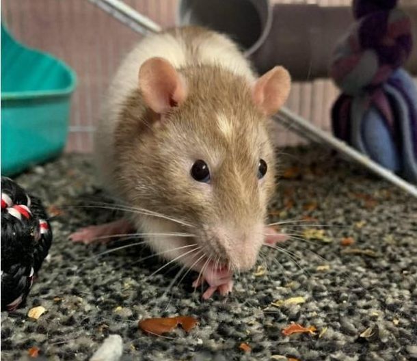 a Brown and White Rat is Standing on a Pile of Gravel Looking at the Camera — Pawz N Clawz Pet Accommodation In Ciccone, NT