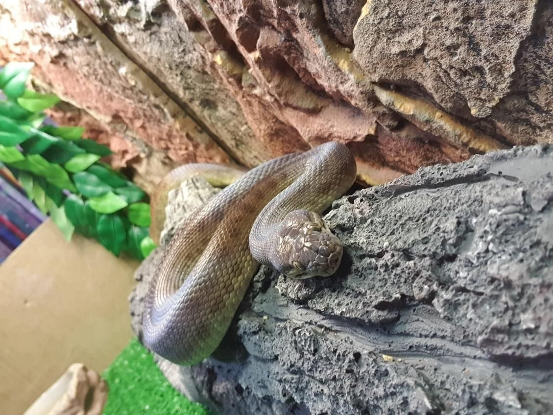 a Snake is Crawling on a Rock in a Terrarium — Pawz N Clawz Pet Accommodation In Ciccone, NT
