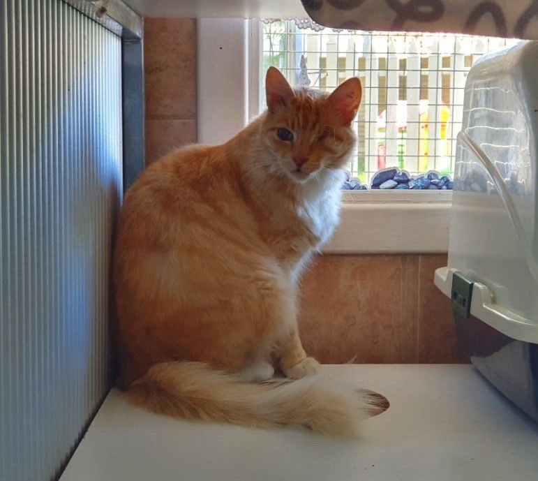 A Cat Is Sitting On A Table In Front Of A Window — Pawz N Clawz Pet Accommodation In Ciccone, NT