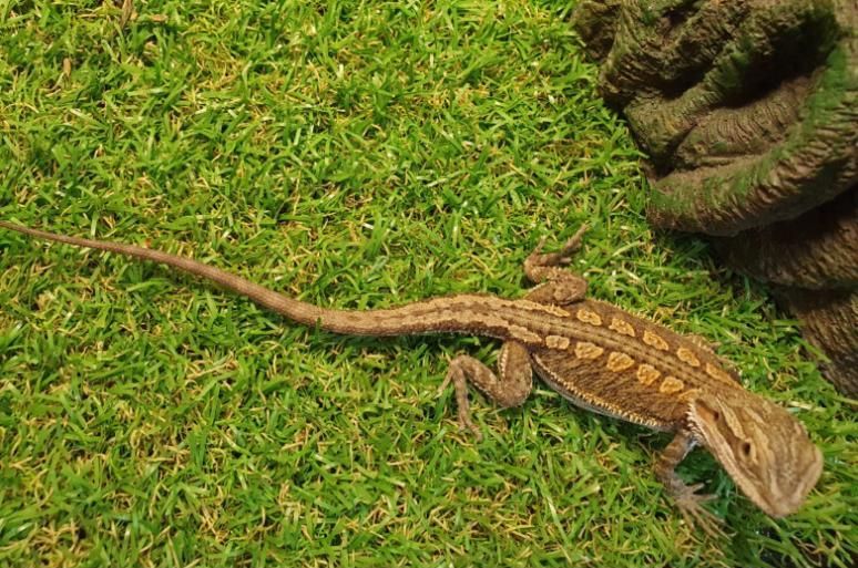 a Lizard is Laying on the Grass Next to a Rock — Pawz N Clawz Pet Accommodation In Ciccone, NT