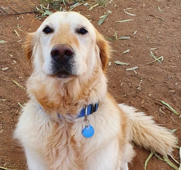 a Brown and White Dog With a Blue Tag Around Its Neck — Pawz N Clawz Pet Accommodation In Ciccone, NT