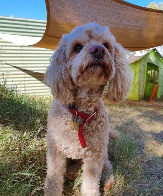 a Small Dog With a Red Collar is Sitting in the Grass — Pawz N Clawz Pet Accommodation In Ciccone, NT