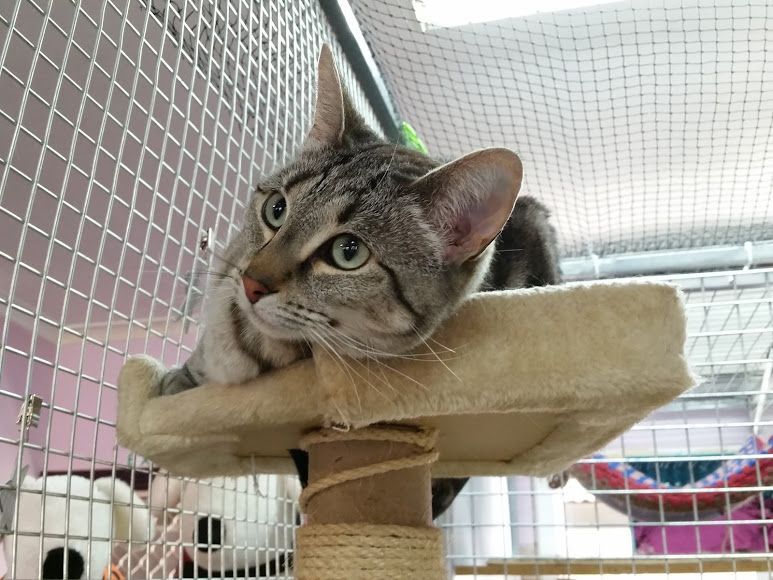A Cat Is Sitting On Top Of A Cat Tree In A Cage — Pawz N Clawz Pet Accommodation In Ciccone, NT