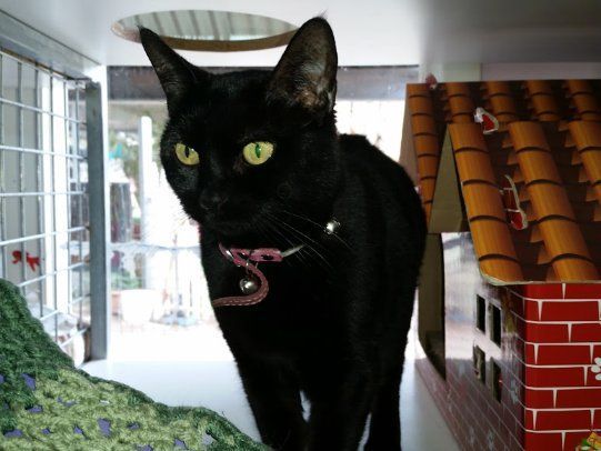 A Black Cat Is Standing In Front Of A Brick House — Pawz N Clawz Pet Accommodation In Ciccone, NT