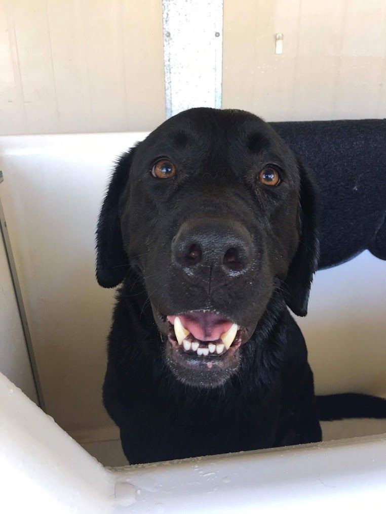 A Black Dog Is Sitting In A Bathtub And Smiling — Pawz N Clawz Pet Accommodation In Ciccone, NT