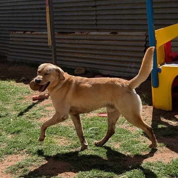 A Dog Is Walking In The Grass With A Ball In Its Mouth โ Pawz N Clawz Pet Accommodation In Ciccone, NT