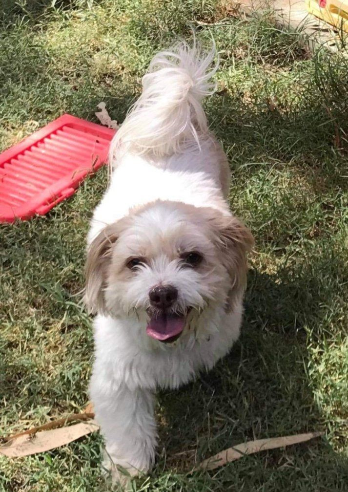 a Dog Freshly Groomed — Pawz N Clawz Pet Accommodation In Ciccone, NT