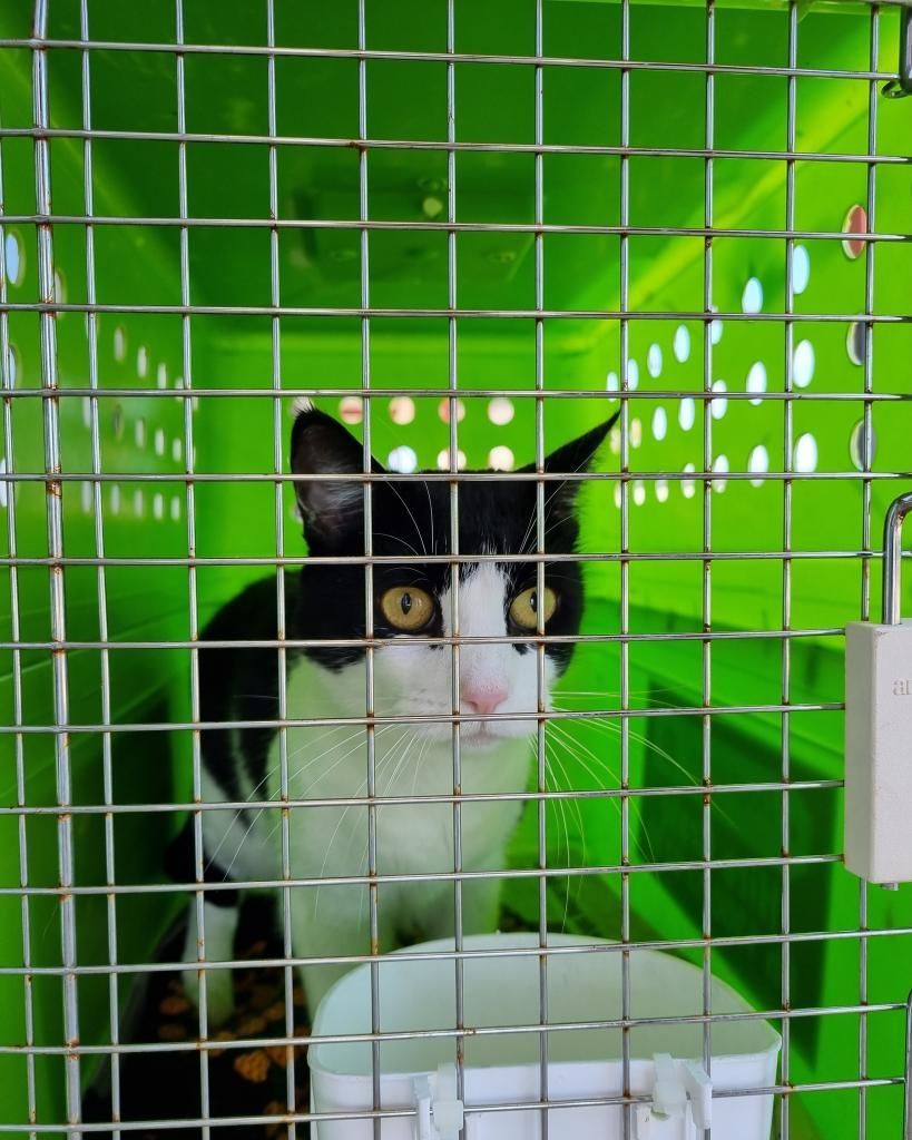 A Black And White Cat Is Sitting In A Green Cage — Pawz N Clawz Pet Accommodation In Ciccone, NT